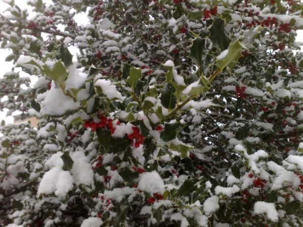 holly-tree2
