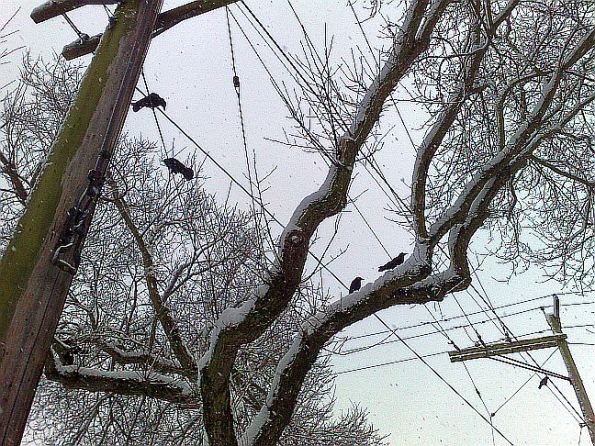 crows-peering-down