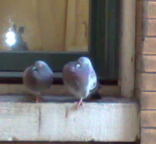 pigeons-small
