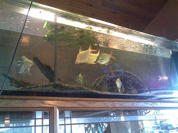 fish-tank