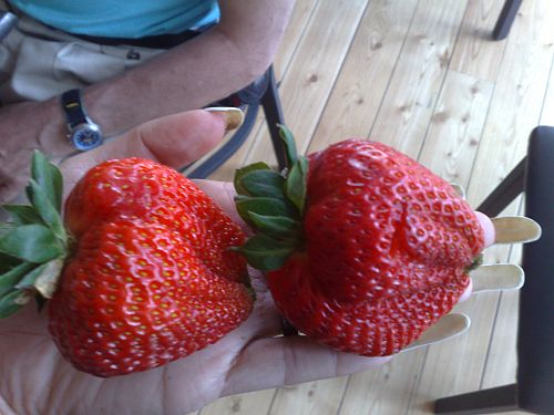 Big strawberry 4