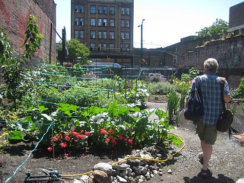 Hastings Street Garden 4