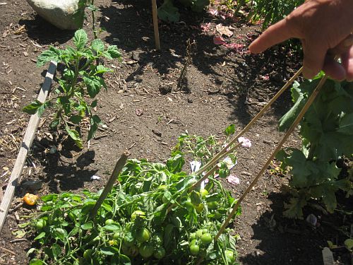 Hastings Street Garden 6