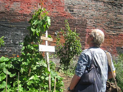 Hastings Street Garden 7