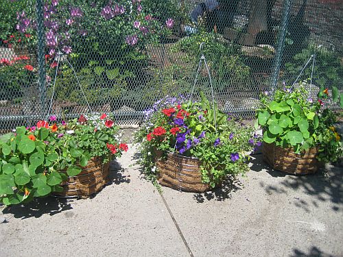 Hastings Street Garden 9