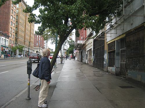 Apple tree on Hastings 3