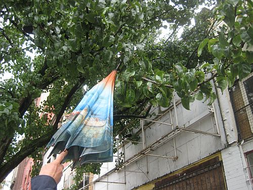 Apple tree on Hastings 4