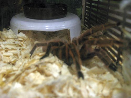 Tarantula