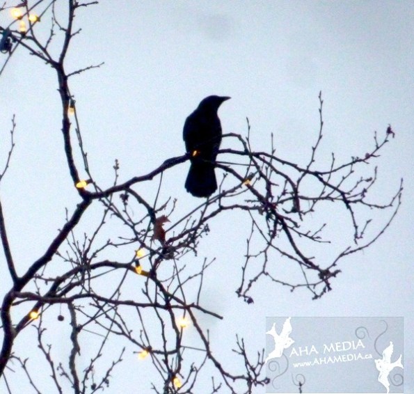 AHA MEDIA sees crow in lighted tree 3