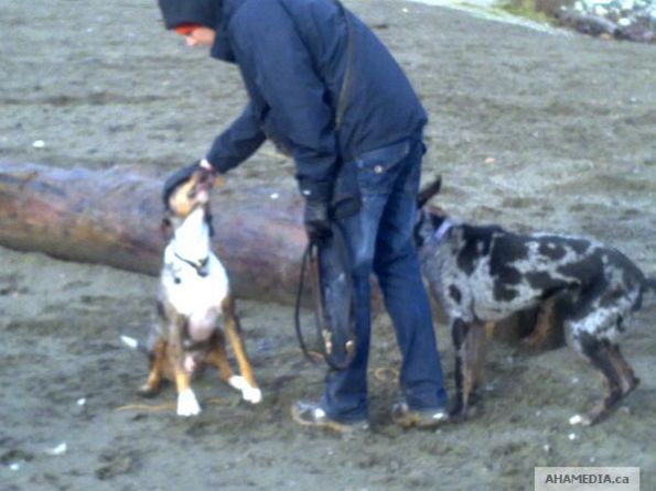 1 AHA MEDIA meets Catahoula Leopard Dogs