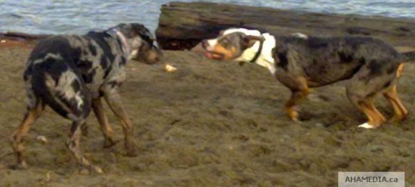 2 AHA MEDIA meets Catahoula Leopard Dogs