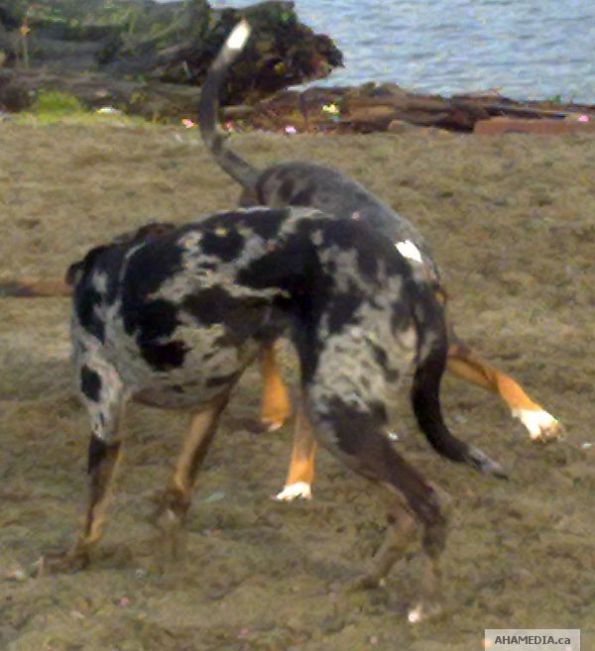 3 AHA MEDIA meets Catahoula Leopard Dogs