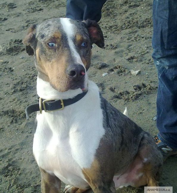 5 AHA MEDIA meets Catahoula Leopard Dogs