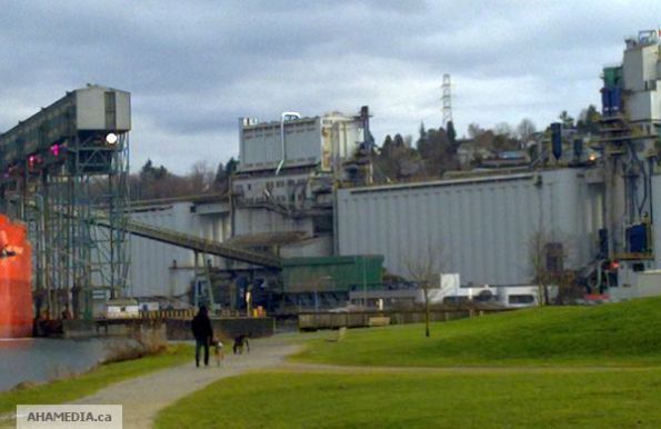 6 AHA MEDIA meets Catahoula Leopard Dogs