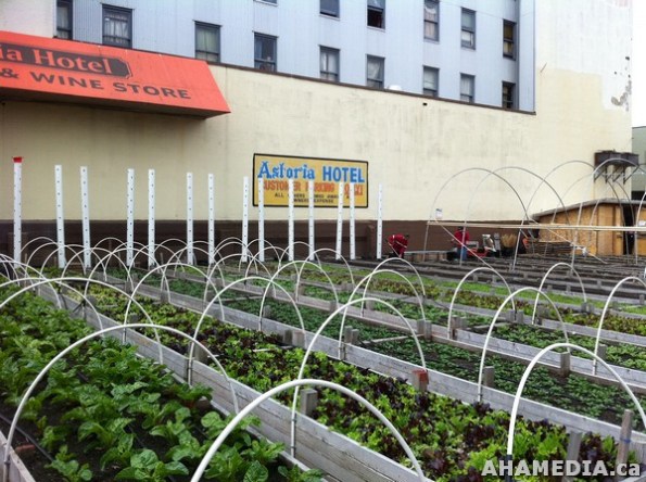 20 AHA MEDIA filmed DTES NH Right to Food Murals going up