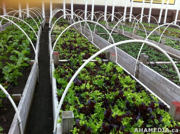 50 AHA MEDIA filmed DTES NH Right to Food Murals going up