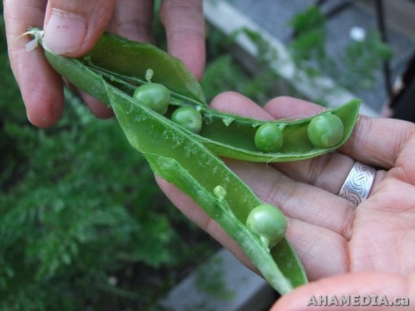 46 AHA MEDIA films W2 Soul Gardens Long Table Dinner in Vancouver DTES