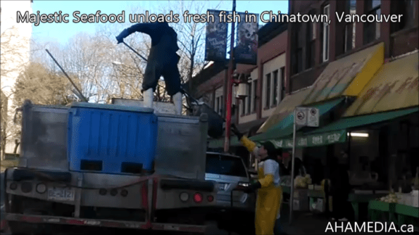 1 AHA MEDIA sees Majestic Seafood unload fresh fish in Chinatown, Vancouver (1)
